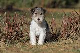 FOX TERRIER 447